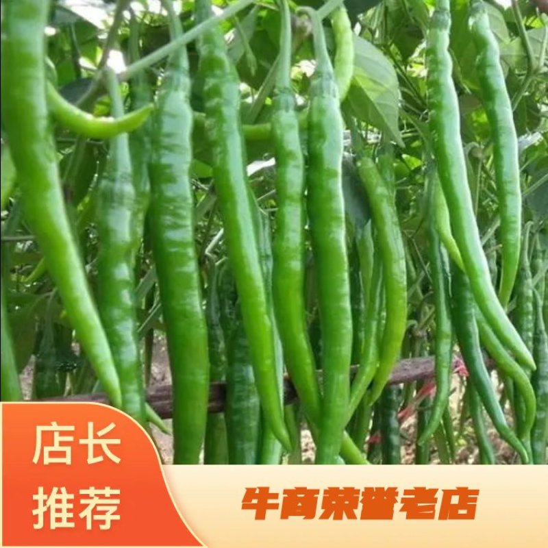 （精选）线椒，万亩产地直供，可代发全国，一手货源批。