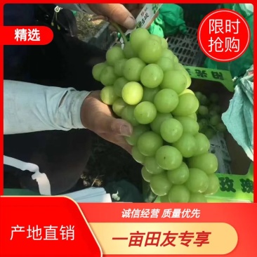 精品阳光玫瑰批发基地,阳光玫瑰葡萄基地批发,阳光玫瑰基地