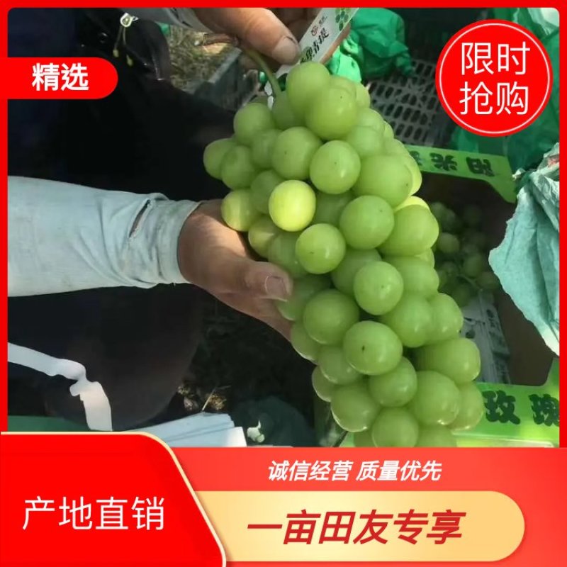 精品阳光玫瑰批发基地，阳光玫瑰葡萄基地批发，阳光玫瑰基地