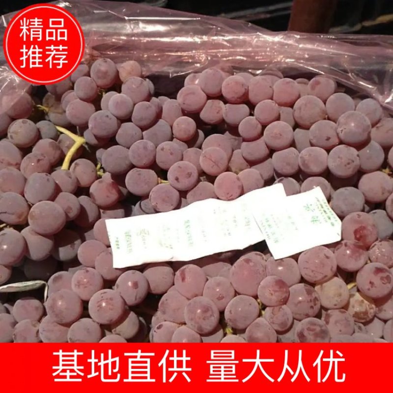 河北涿鹿精品龙眼葡萄，已经上市！可以供货到春节！