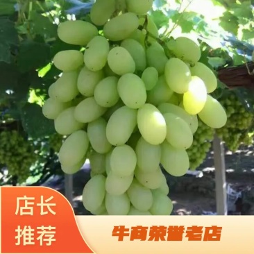 河北怀涿两县精品马奶葡萄，已经大量上市，串大，甜度好！