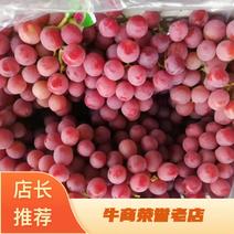 出售河北涿鹿优质红提葡萄，，9月份上市，供货到春节！