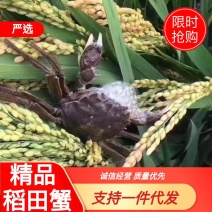 【好货】盘锦稻田河蟹货源充足一件代发诚信经营