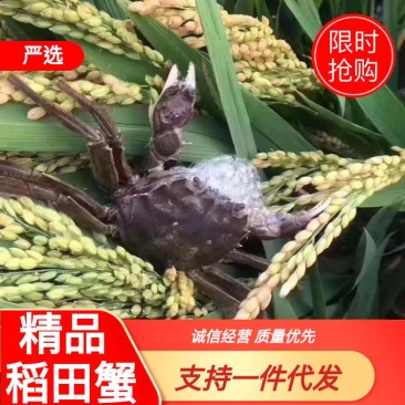 【好货】盘锦稻田河蟹货源充足一件代发诚信经营