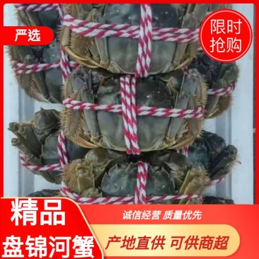 【精品】盘锦稻田蟹河蟹规格大肥度高可供电商微商