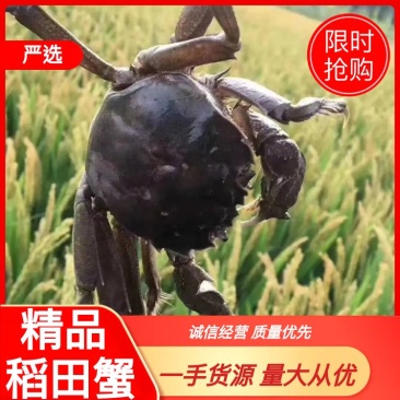产地直供精品盘锦稻田蟹一手货源量大从优