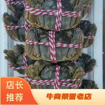 盘锦河蟹批发稻田蟹各种规格肥度高产地直供
