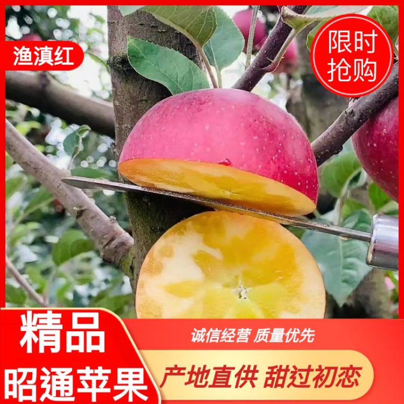 【好货】云南昭通野生红富士冰糖心苹果一件代发【产地代办】