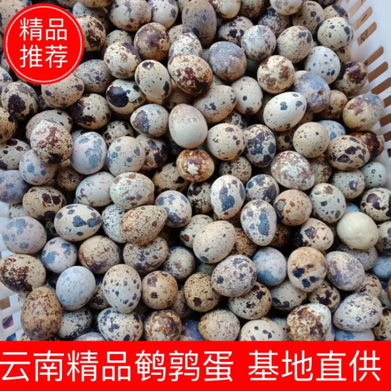 云南昆明鹌鹑蛋基地直发鲜货现发品质保证