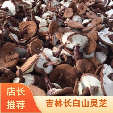 灵芝中药材吉林长白山产地直销12~15公分