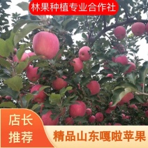 苹果，红富士，中秋王，红星，货量充足，质量保证。