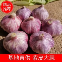 大蒜，紫皮大蒜，超市，代购，代储，代发，欢迎新老客户