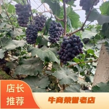 辽峰葡毒口感好，甜的八月份大量上市保证质量