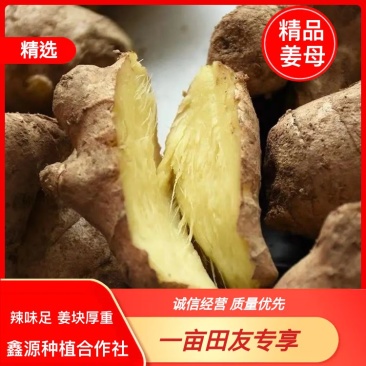 【推荐】姜母精选辣味足块头大【专供】电商市场加工厂