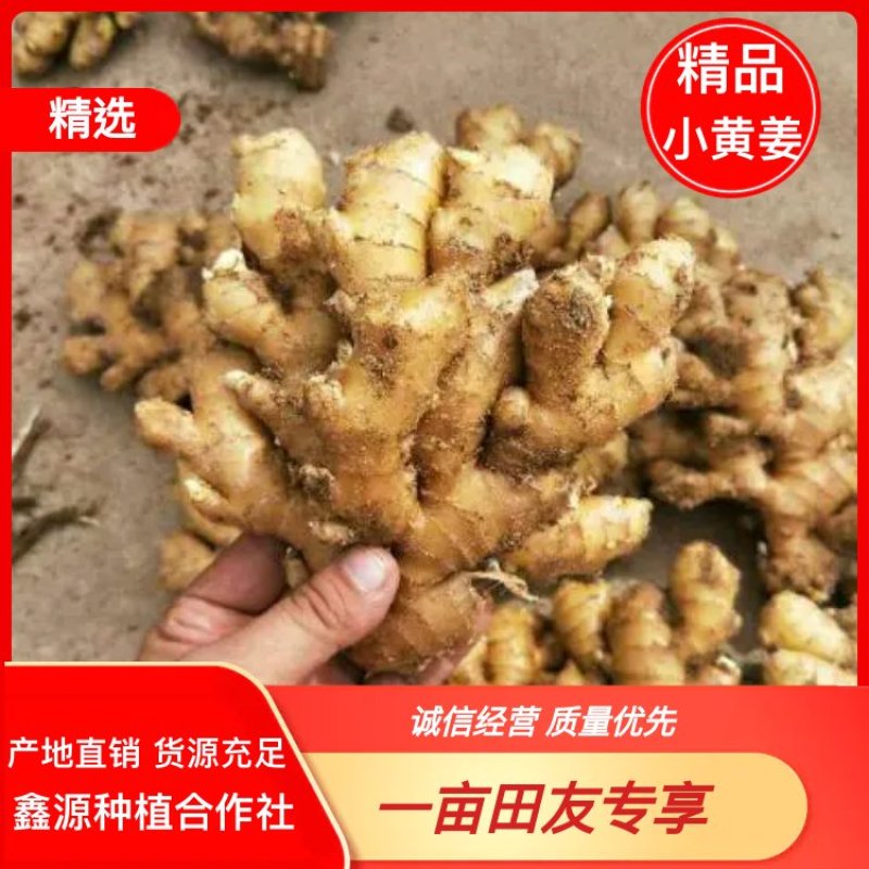 【推荐】小黄姜量大质优价格便宜【辣味足块头大版型好】