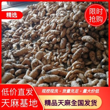 优质新鲜天麻产地直发量大从优低价批发，全部包邮
