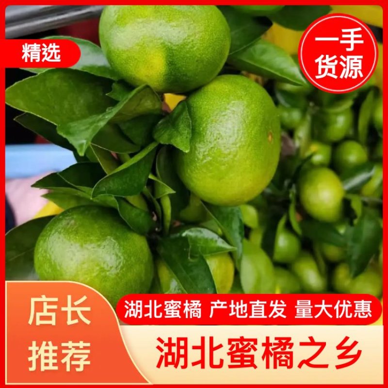 湖北特早蜜橘宜昌柑桔大量上市产地直发，果大，化渣，高山