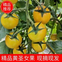 【黄圣女果】正宗夏日阳光小番茄大量供应产地直发品质保证