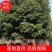天竺桂大货40-80公分，数百株基地直供