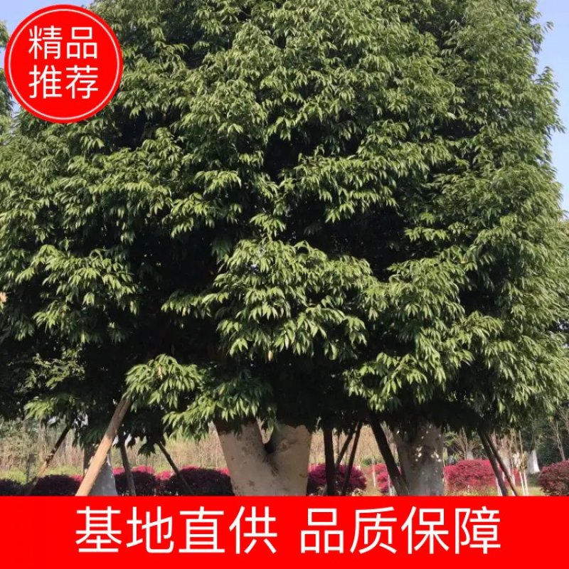 天竺桂大货40-80公分，数百株基地直供