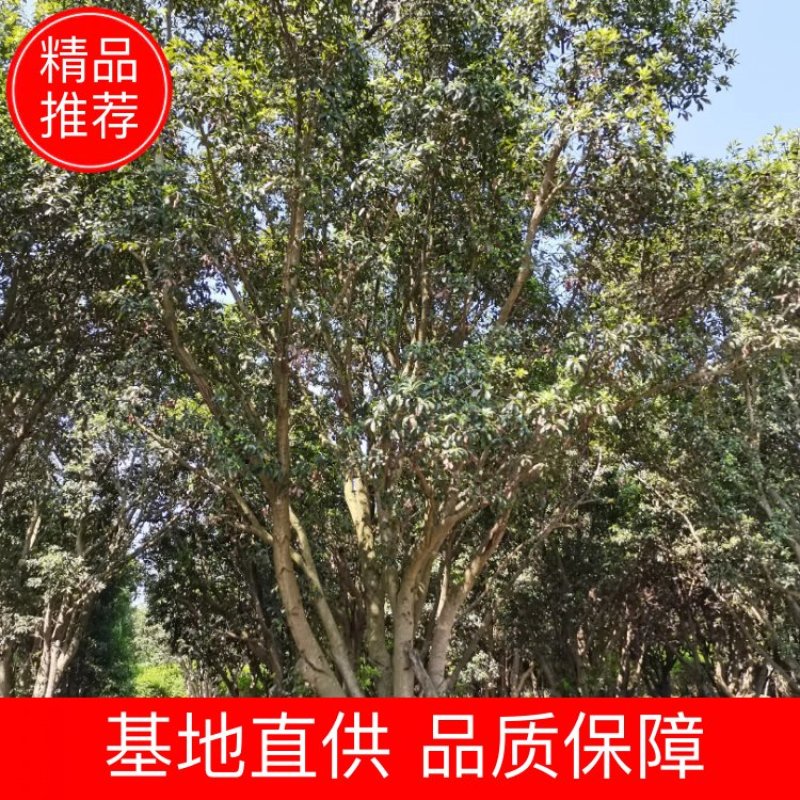 低分支丛生大规格杨梅树地径30-50基地直供园子货