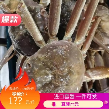 辽宁大连雪蟹，一件代发，批发零售，全国空运发货量大质优