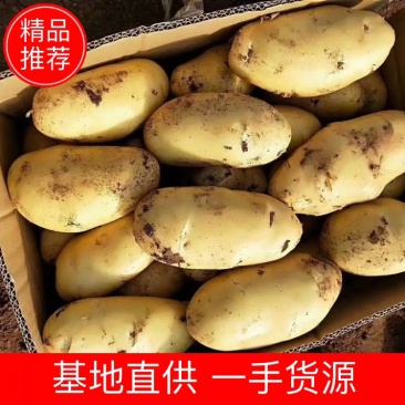 山东安丘荷兰黄心土豆，一手货源，保质保量，全国发货