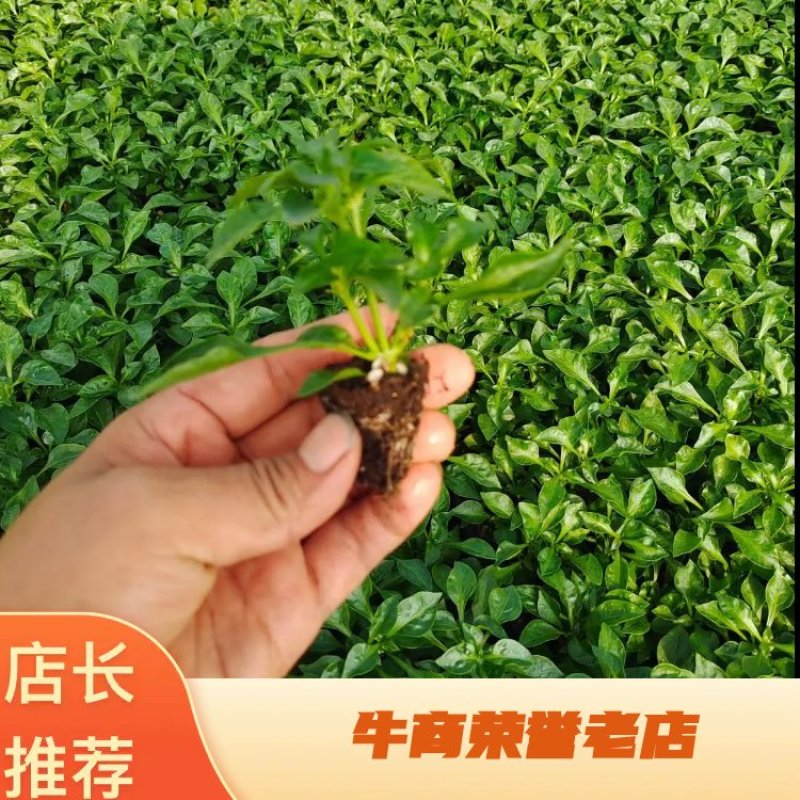 五色草绿草原产地批发价格实惠一手货源自家基地，可视频