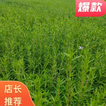 精品丛生福禄考产地批发可以视频看货诚信经营欢迎咨询