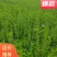 精品丛生福禄考产地批发可以视频看货诚信经营欢迎咨询