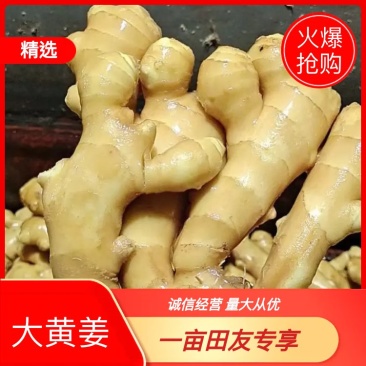 小黄姜山东火爆上市现挖现发,欢迎各地区老板前来采购!