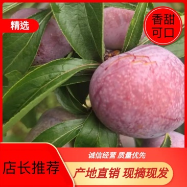 四川精品脱骨李子脆红李大量上市，口感甜果均匀量大从优！