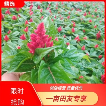 精品世纪红一支笔(鸡冠花)绿叶红花,基地发货量大从优