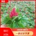 精品世纪红一支笔(鸡冠花)绿叶红花,基地发货量大从优