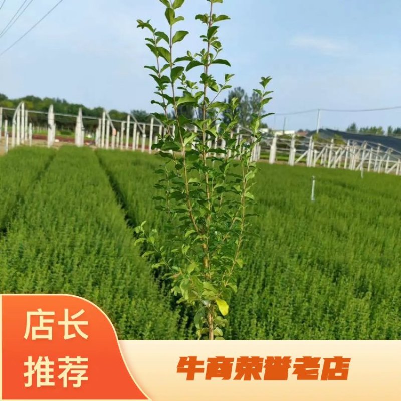 小叶女贞精品女贞欢迎选购一手货源产地批发量大从