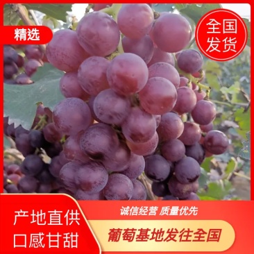河北保定满城超甜巨峰葡萄，甜蜜蜜葡萄。红飓风葡萄
