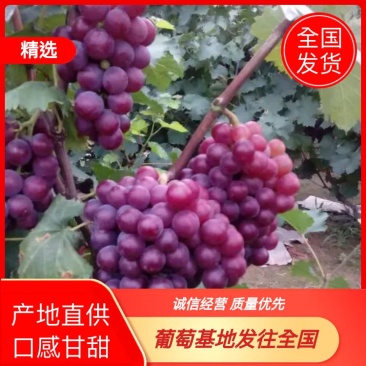 河北保定满城，甜蜜蜜，巨峰葡萄，红飓风葡萄。