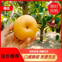 宁陵县圆黄梨、晚秋黄梨货源充足、，诚信代办、真诚交友