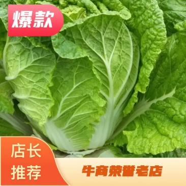 【热卖】大白菜。黄心大白菜高矮颗。欢迎采购。