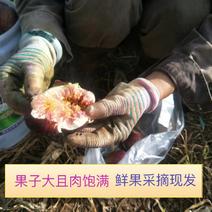 《新鲜采摘》基地种植无花果可提供冷库打包分捡代办