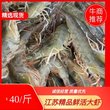 鲜活大虾超大海虾白虾对虾大虾新鲜海捕大虾海鲜非基围虾