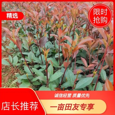 红叶石楠，基地直销，价格实惠，保质保量，产地直发