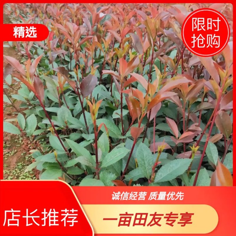 红叶石楠，基地直销，价格实惠，保质保量，产地直发