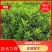 优质绿化苗木毛娟，春娟，红土种植，常年有货，欢迎联系