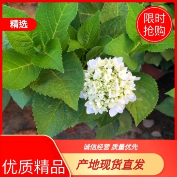精品绣球花，八仙花，无尽夏，魔幻，品种多，常年有货，工程苗