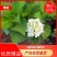 精品绣球花，八仙花，无尽夏，魔幻，品种多，常年有货，工程苗