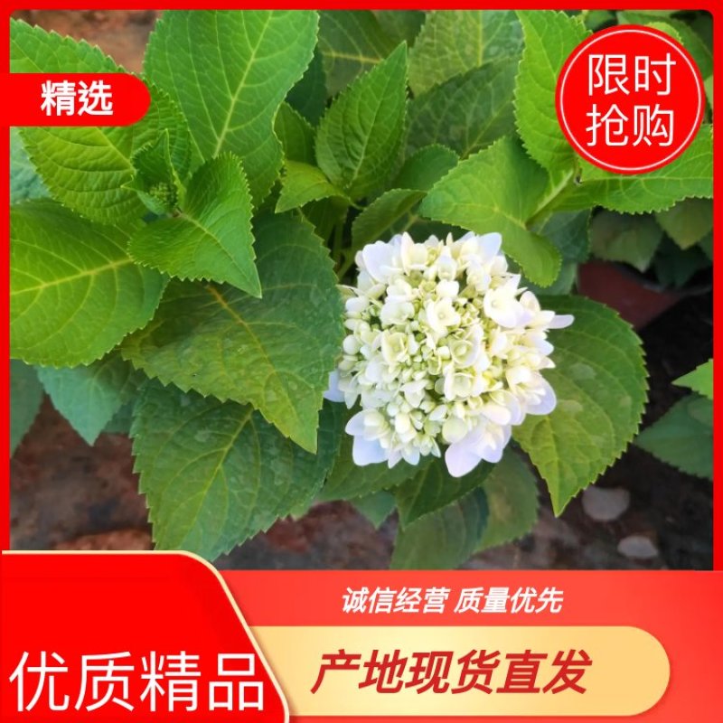 精品绣球花，八仙花，无尽夏，魔幻，品种多，常年有货，工程苗