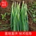 常年出售一代二代优质铁杆葱苗葱种,品质保证可签合同。