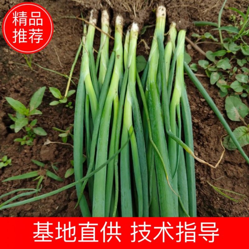 常年出售一代二代优质铁杆葱苗葱种，品质保证可签合同。