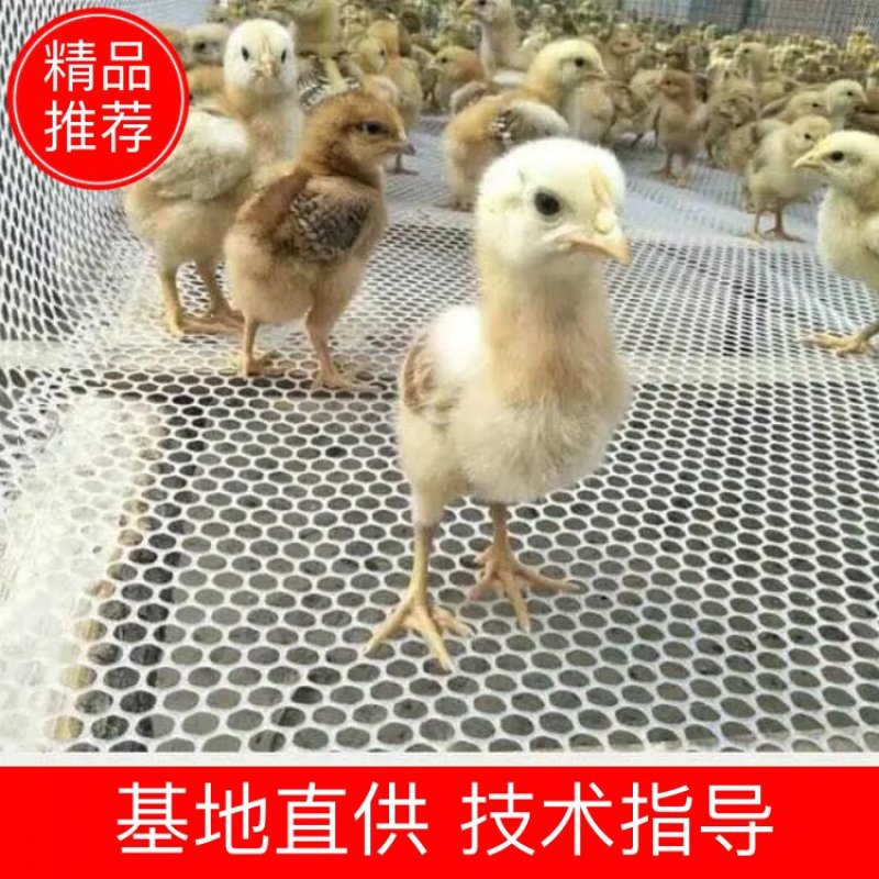 鸡鸭鹅漏粪网脚踏网苗床网塑料垫网胶网平网养殖网